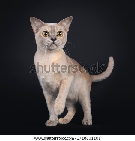 Cute young Burmese cat, walking / standing facing front with one paw playful in air. Looking towards camera with large yellow eyes. Isolated on black background.