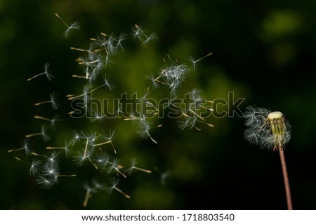 Dandelion seeds floating in the air