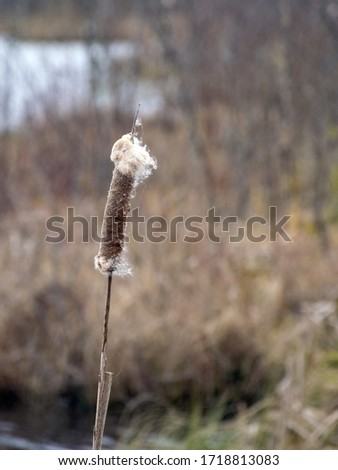 dry close-up view of a reed on a blurred background,
picture with bog texture, fragments of bog plants, suitable for background