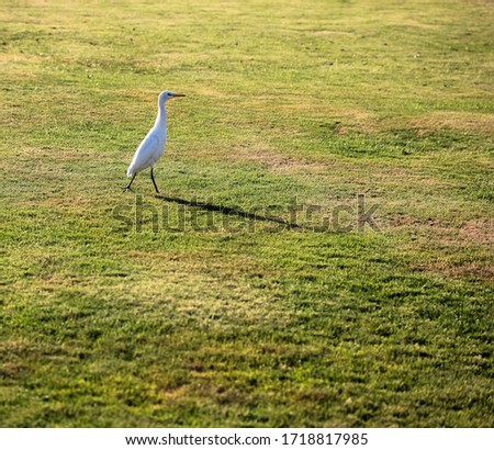 Egyptian Heron Bird (Bubulcus ibis) collects worms in the green grass on a lawn on a summer day, vacation on the Red Sea coast in Egypt
