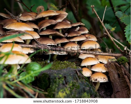 Picture of a bunch of changeable pholiota , mushrooms