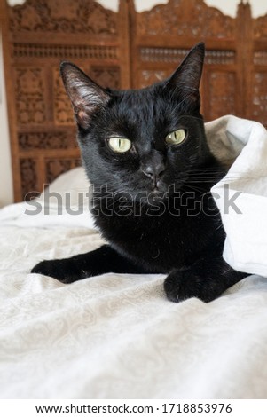Black cat with white bed sheets on bed