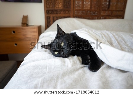 Black cat with white bed sheets on bed