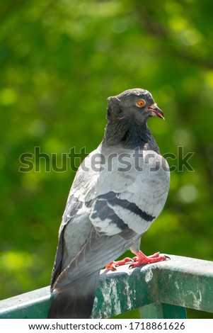 An upset and focused female pigeon sits on the balcony railing and looks out for her new born chicks after a crow attack on its nest. Blurry green trees in the background.