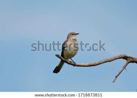 The northern mockingbird is the only mockingbird commonly found in North America.