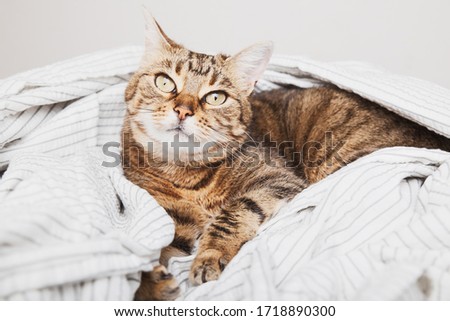 Young tabby mixed breed cat on light gray striped coat in contemporary bedroom. Kitten relaxing and warms on blanket in cold winter weather. Pets friendly and care concept.