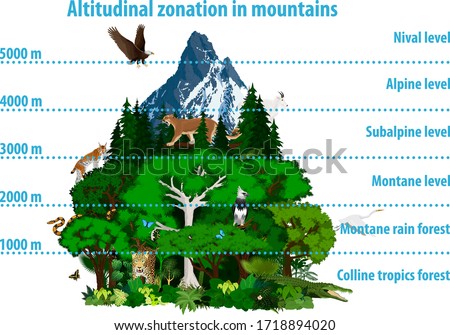 Vector Altitudinal zonation in mountains forest and rainforest with animals