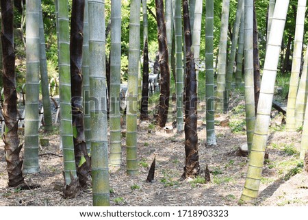 Bamboo shoots / Poaceae spring ingredients