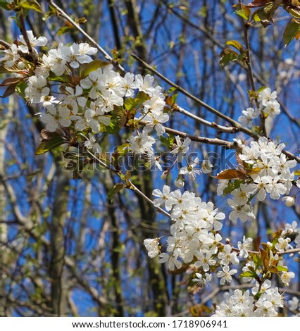 Beautiful asian cherry tree in blossom during springtime in early April with white flowers