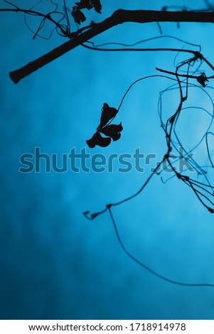 thin branches on a blue background that look like doodles