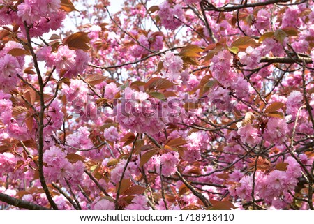 Image of Double cherry blossoms in full bloom