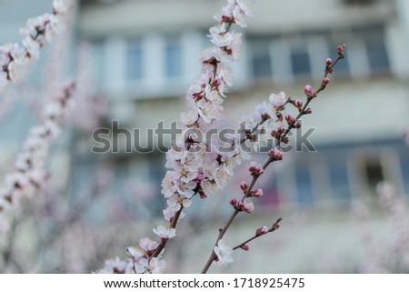 Spring season white flowers of an apricot tree close up