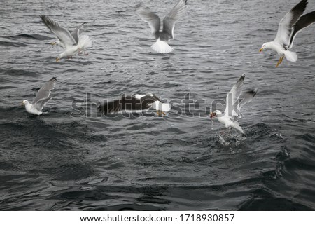 Filled frame wallpaper background day shot of a flock of six seagulls flying and gliding with spread wings around a piece of red meat with a dark grey sea water surface in the background