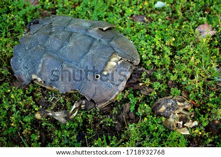 Picture of the remains of a decomposing snapping turtle. 