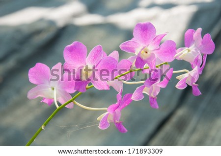 Pink Thai royal orchid
