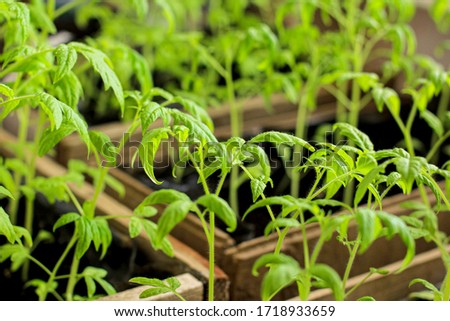 Young seedling of tomatoes in a wooden garden boxes. Concept of the agricultural, planting season, harvest due to the coronavirus pandemic, covid-19. Close up.