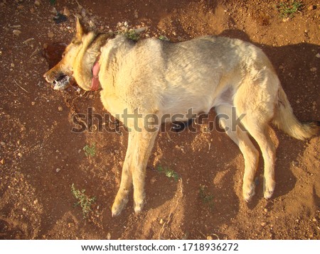 Dead dog because of Canine distemper.
German shepherd is one year old.
Dog died on soil land.
pet veterinarian, pets.
Veterinary medicine.
Vet pathology.
Animal diseases, Virus. 
Dead animal, animals Royalty-Free Stock Photo #1718936272
