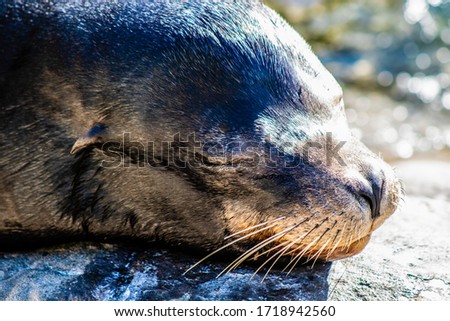 Picture of an adult sea lion