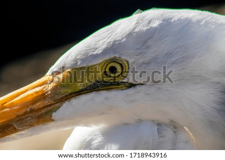 Picture of a great egret