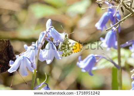 A male Orange Tip (Anthocharis cardamines) butterfly feeding from a Common Bluebell (Hyacinthoides non-scripta) flower.