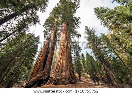 View at Gigantic Sequoia trees in Sequoia National Park, California USA  Royalty-Free Stock Photo #1718955952