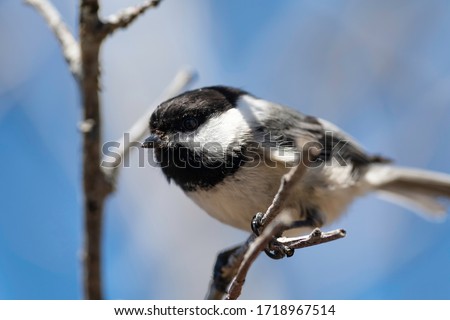 Black Capped Chickadee (Poecile atricapillus) perched in tree in early spring.