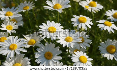 Flowering of daisies. Oxeye daisy, Leucanthemum vulgare, Daisies, Dox-eye, Common daisy, Dog daisy, Moon daisy. Gardening concept Royalty-Free Stock Photo #1718970355
