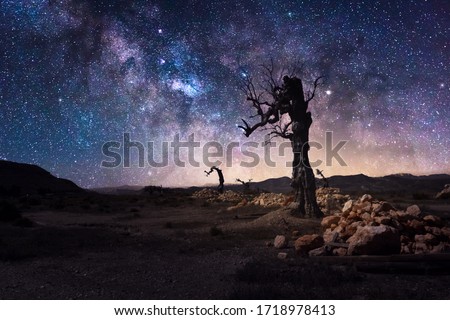 Starlights and milky way with lonely tree in dark night in Tabernas desert near Almeria-Spain