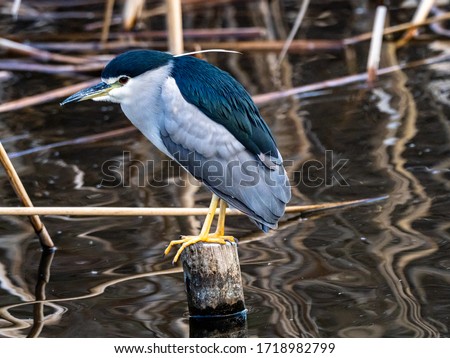 A black-crowned night heron, Nycticorax nycticorax, perches on a submerged post in a pond in Izumi Forest Park, Kanagawa Prefecture, Japan.