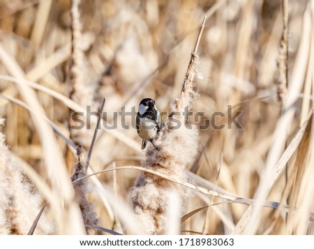 A Japanese tit, parus minor, perched on a reed near a pond in Izumi Forest Park in Kanagawa Prefecture, Japan.