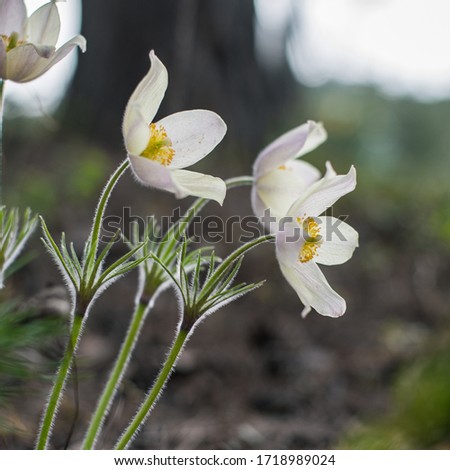 Spring white delicate flowers of Pulsatilla vernalis