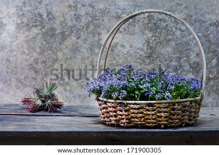 still life Photography with flower