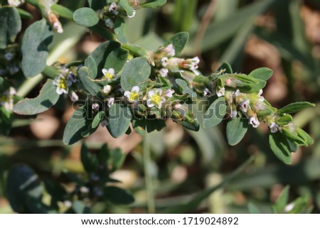 Polygonum aviculare, Knotgrass. Wild plant shot in summer. Royalty-Free Stock Photo #1719024892