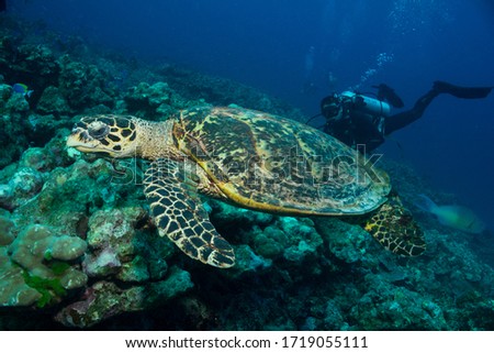 Great shot of a Hawksbill Turtle swimming over the coral reef with a scuba diver just behind in the blue water. Andaman Sea, Thailand.