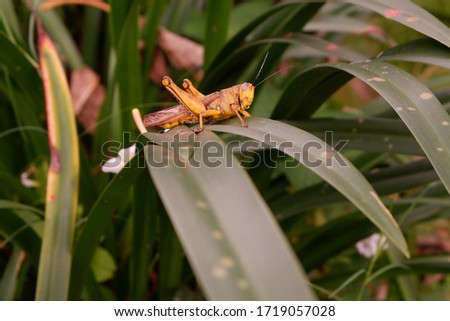 Close up picture of "belalang kunyit" or Valanga nigricornis in between leaves. Macro grasshopper 
