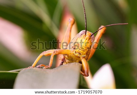 Close up picture of "belalang kunyit" or Valanga nigricornis in between leaves. Macro grasshopper 
