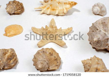 The concept of sea shells and sea creatures with on a white background
