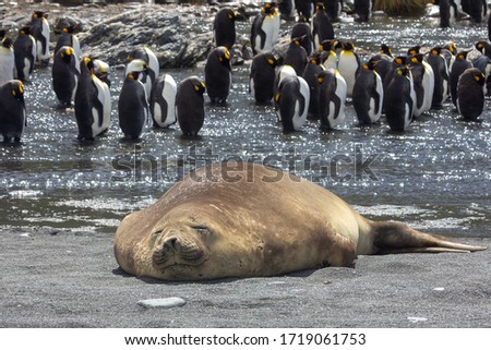 Lazy seal with a bunch of penguins in the background