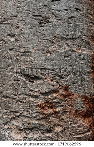 
texture of tree bark.wooden texture 
