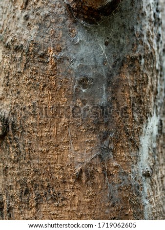 
texture of tree bark.wooden texture 