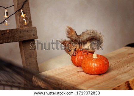 A squirrel sits on an orange pumpkin