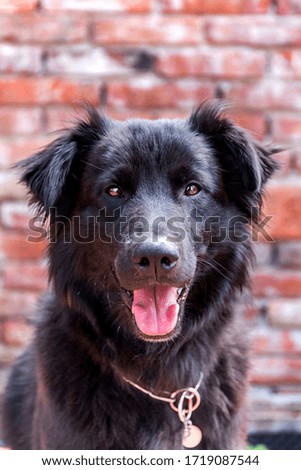 Close-up of the head of a black furry dog. Happy dog from the shelter. The view of the dog.