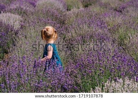 Little child in lavender. Kid walk, run in lavender, feeling nature. Baby girl playing and enjoying on a lavender meadow field background. Back view.