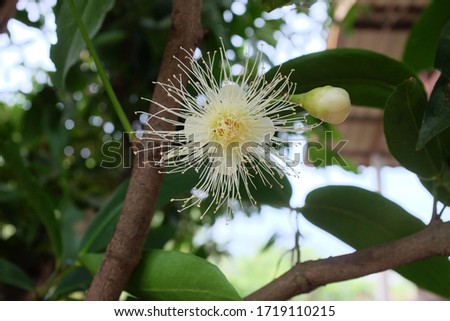 close up Beautiful white Green rose apple flower or pollen on branch tree