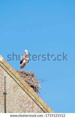 A stork stands on a chimney in its nest, the wind blows through the feathers, blue sky in background.