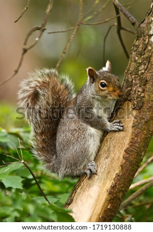 An alert Grey Squirrel surveys its surroundings from a tree trunk. The Grey Squirrel is often regaurded as a pest as it has usurped the indigenous Red Squirrel from most of the UK. Royalty-Free Stock Photo #1719130888