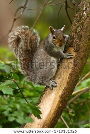 An alert Grey Squirrel surveys its surroundings from a tree trunk. The Grey Squirrel is often regaurded as a pest as it has usurped the indigenous Red Squirrel from most of the UK.