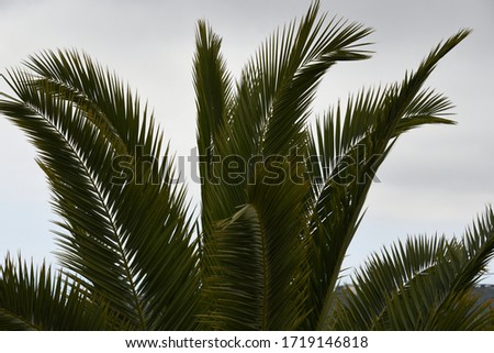 green palm leaves in the province of Alicante, Costa Blanca, Spain