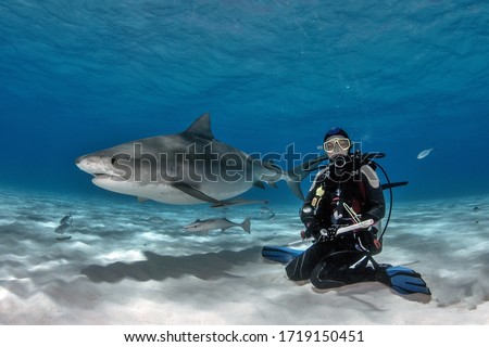 Tiger Shark interacting with Scuba Diver on Tiger Beach Bahamas Royalty-Free Stock Photo #1719150451