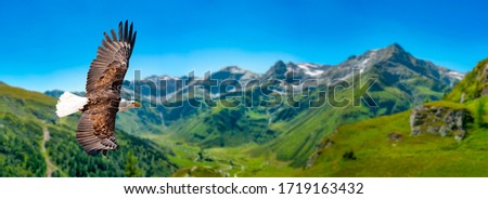 Eagle flies at high altitude with wings spread out on a sunny day in the mountains. Royalty-Free Stock Photo #1719163432